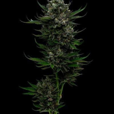 HUMBOLDT_SEED_COMPANY_ALL_GAS_OG_FEM_FLOWER_1_LUSCIOUS_GENETICS