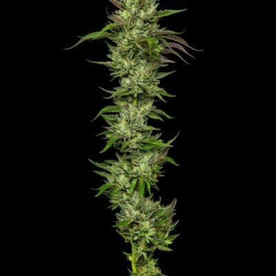 HUMBOLDT_SEED_COMPANY_COLLIE_MAN_KUSH_FEM_FLOWER_1_LUSCIOUS_GENETICS