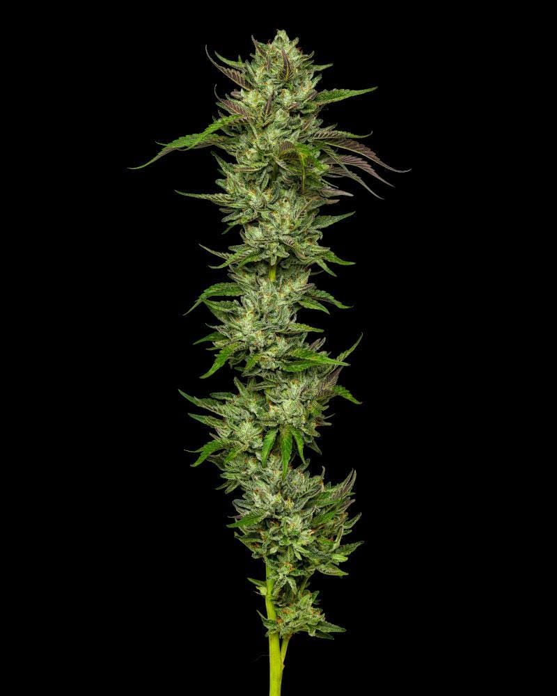 HUMBOLDT_SEED_COMPANY_COLLIE_MAN_KUSH_FEM_FLOWER_1_LUSCIOUS_GENETICS
