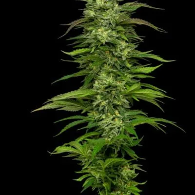 HUMBOLDT_SEED_COMPANY_DREAM_QUEEN_FEM_FLOWER_1_LUSCIOUS_GENETICS