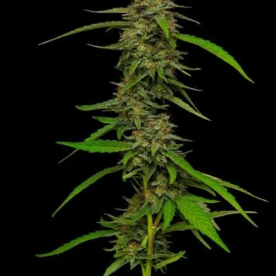 HUMBOLDT_SEED_COMPANY_STRAWBERRY_CHEESECAKE_FLOWER_1_AUTO_LUSCIOUS_GENETICS
