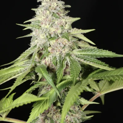 MASS_MEDICAL_STRAINS_INNERVISION_FLOWER_1_LUSCIOUS_GENETICS