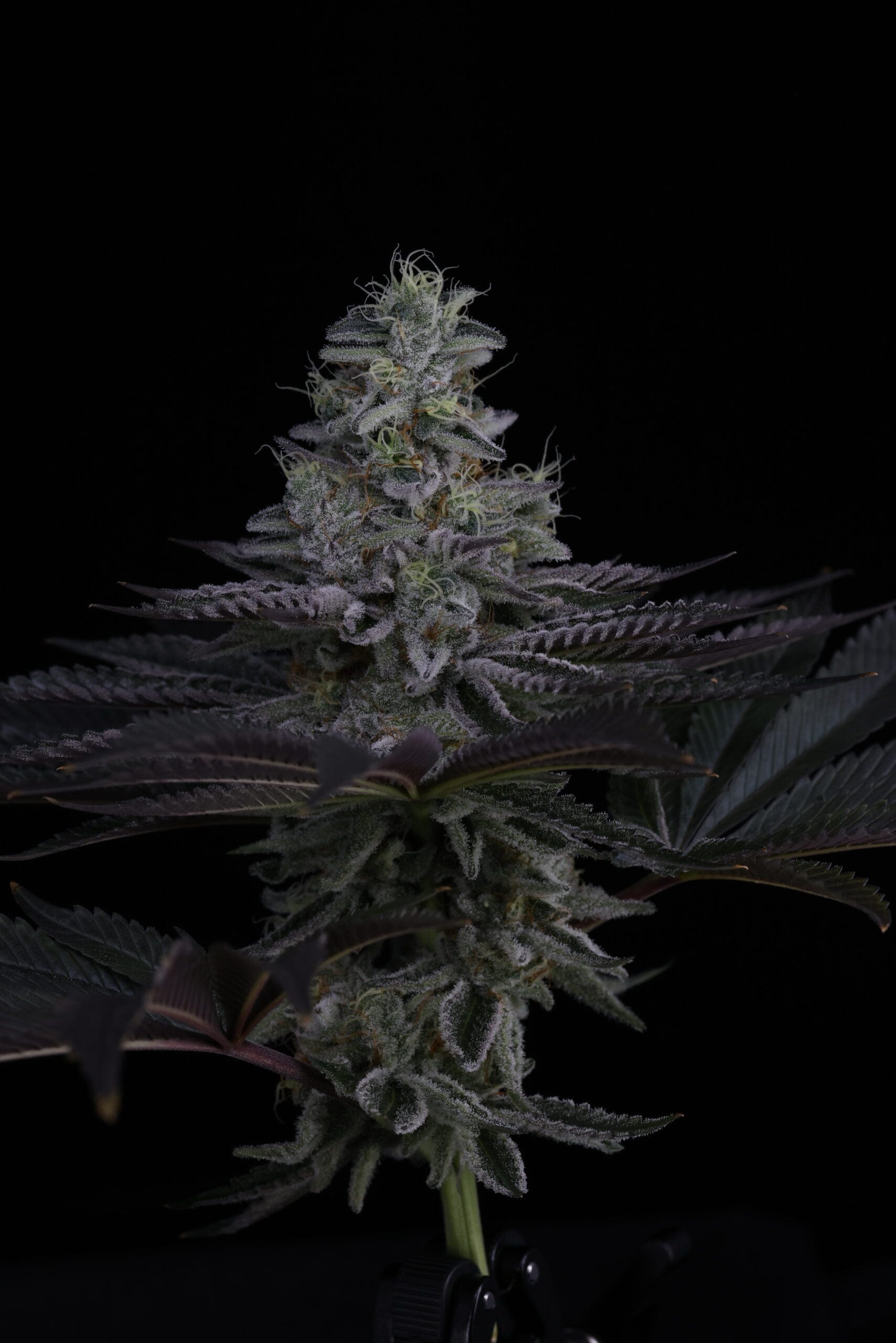 SIN_CITY_SEEDS_SURFR_SEEDS_RIP_TIDE_FLOWER_10_LUSCIOUS_GENETICS