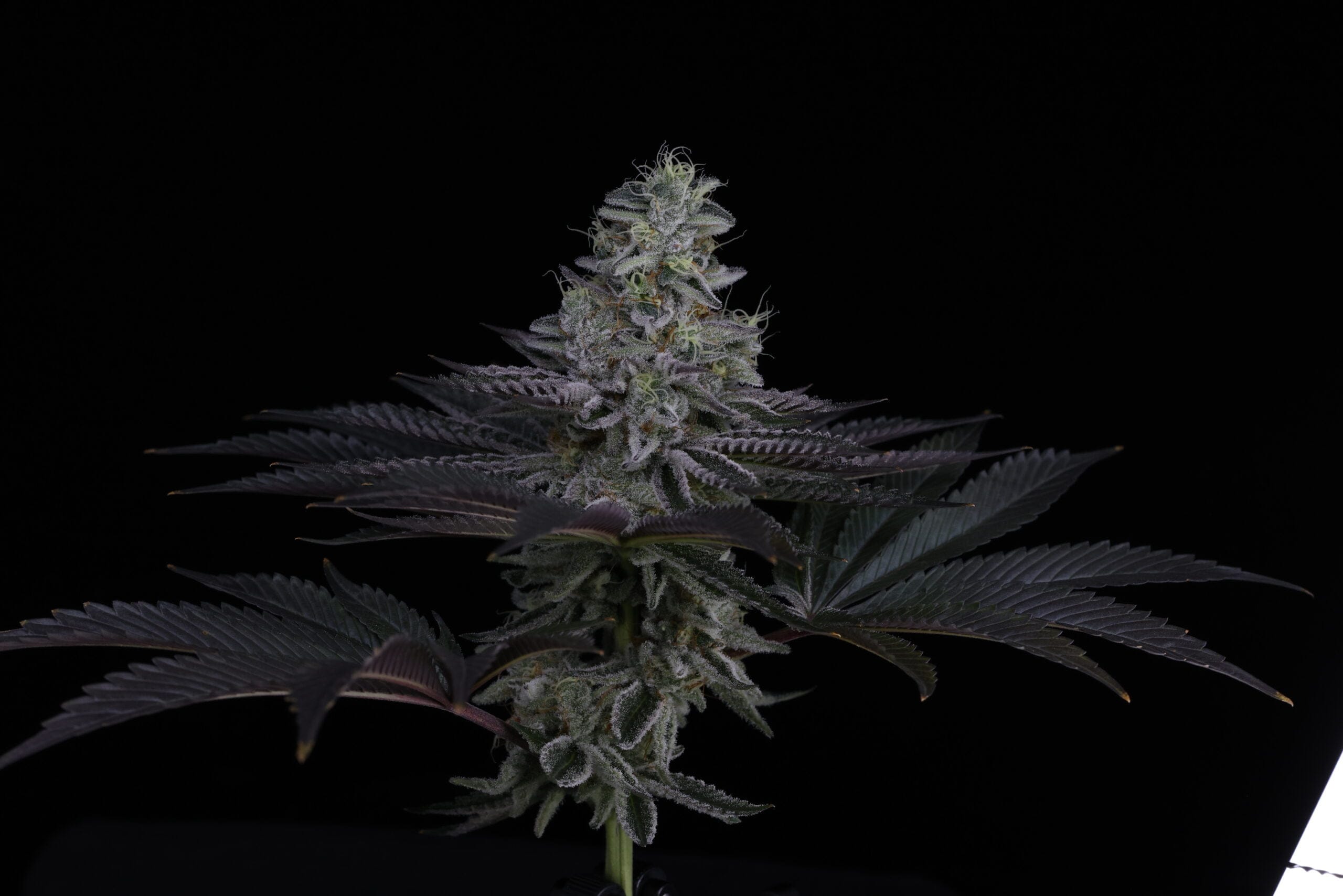 SIN_CITY_SEEDS_SURFR_SEEDS_RIP_TIDE_FLOWER_12_LUSCIOUS_GENETICS