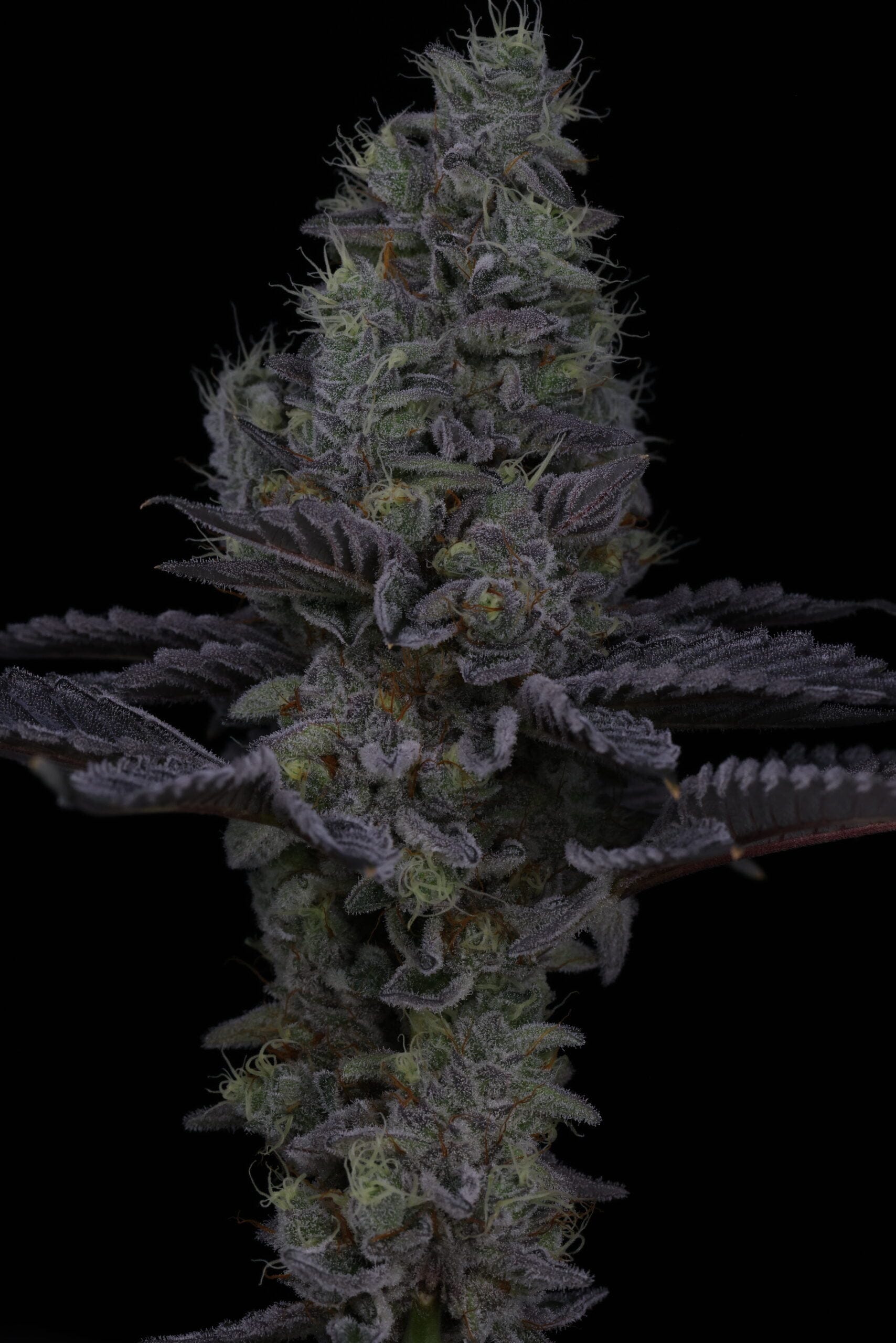 SIN_CITY_SEEDS_SURFR_SEEDS_RIP_TIDE_FLOWER_13_LUSCIOUS_GENETICS