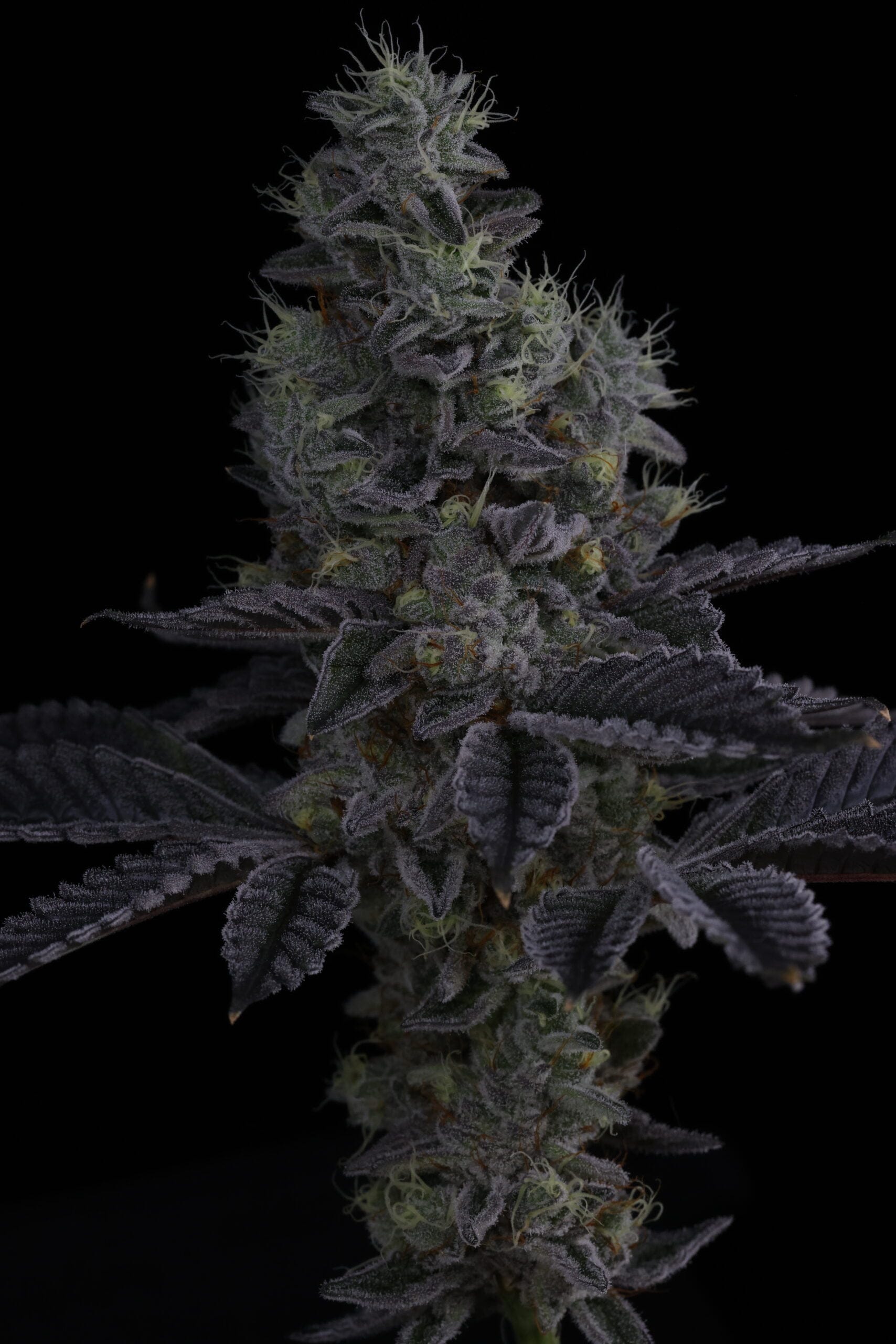 SIN_CITY_SEEDS_SURFR_SEEDS_RIP_TIDE_FLOWER_14_LUSCIOUS_GENETICS