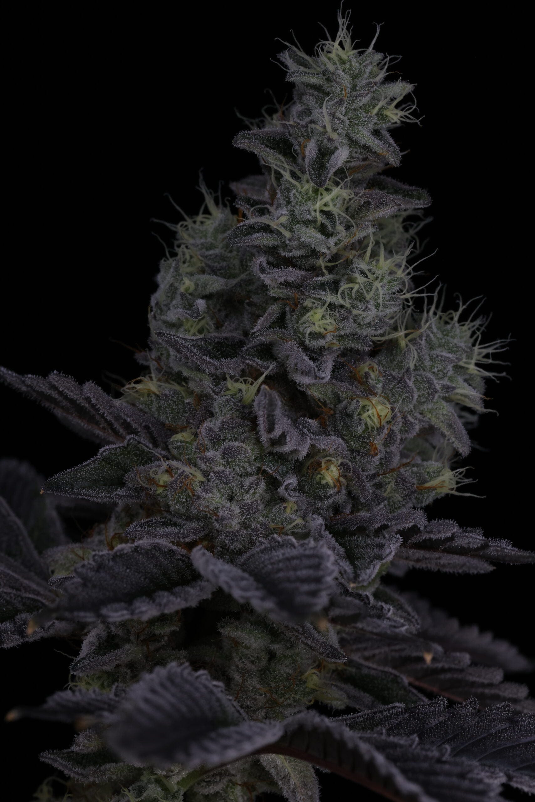SIN_CITY_SEEDS_SURFR_SEEDS_RIP_TIDE_FLOWER_15_LUSCIOUS_GENETICS