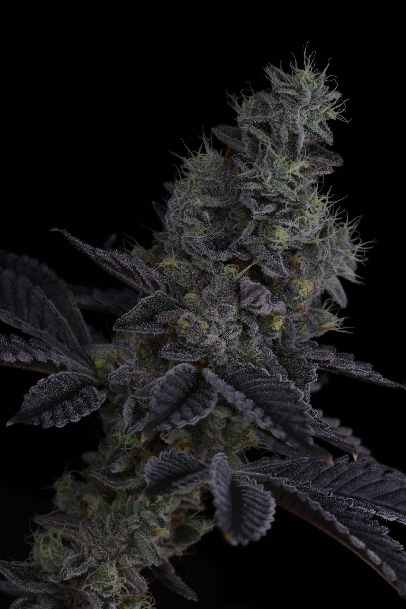 SIN_CITY_SEEDS_SURFR_SEEDS_RIP_TIDE_FLOWER_16_LUSCIOUS_GENETICS