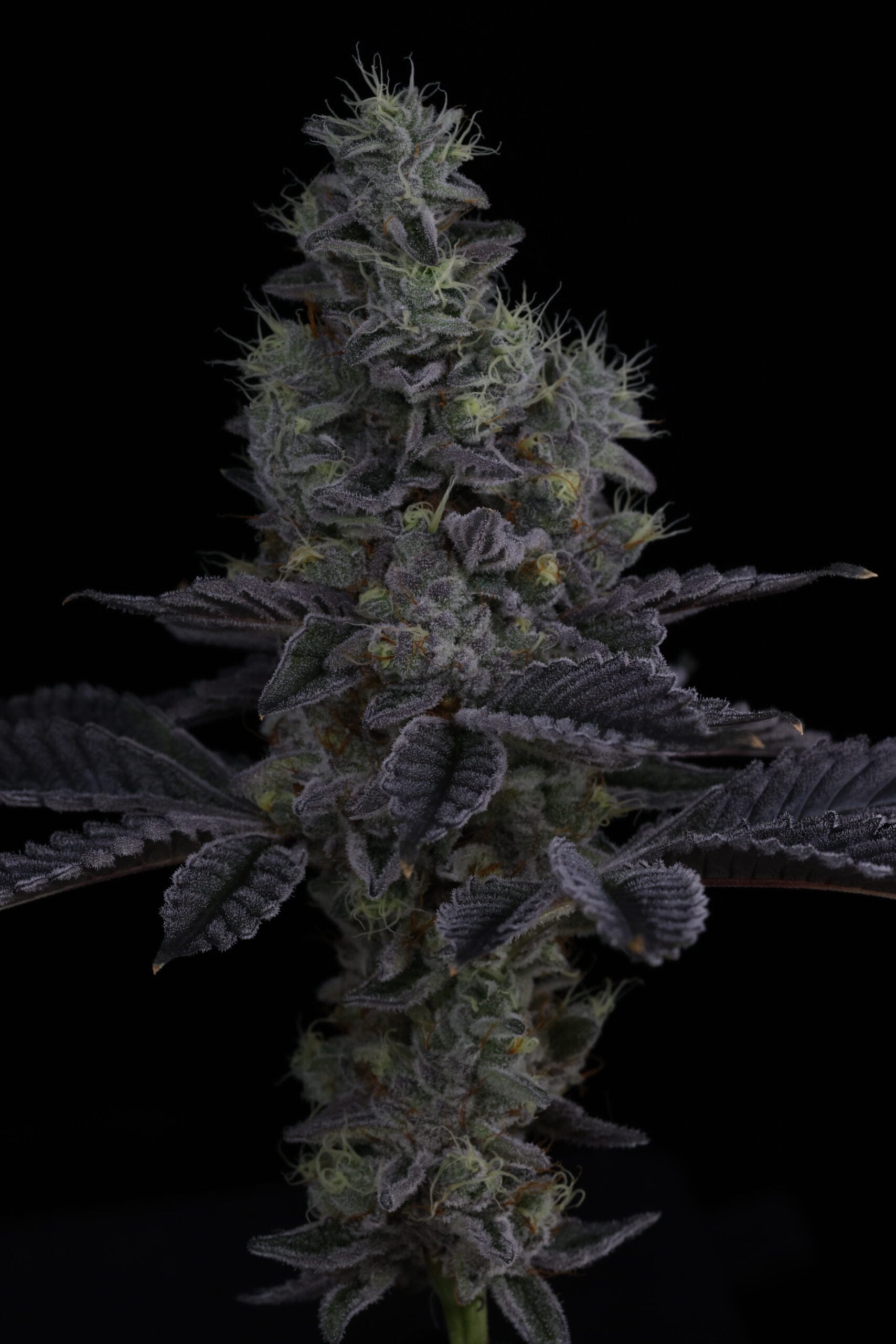 SIN_CITY_SEEDS_SURFR_SEEDS_RIP_TIDE_FLOWER_17_LUSCIOUS_GENETICS