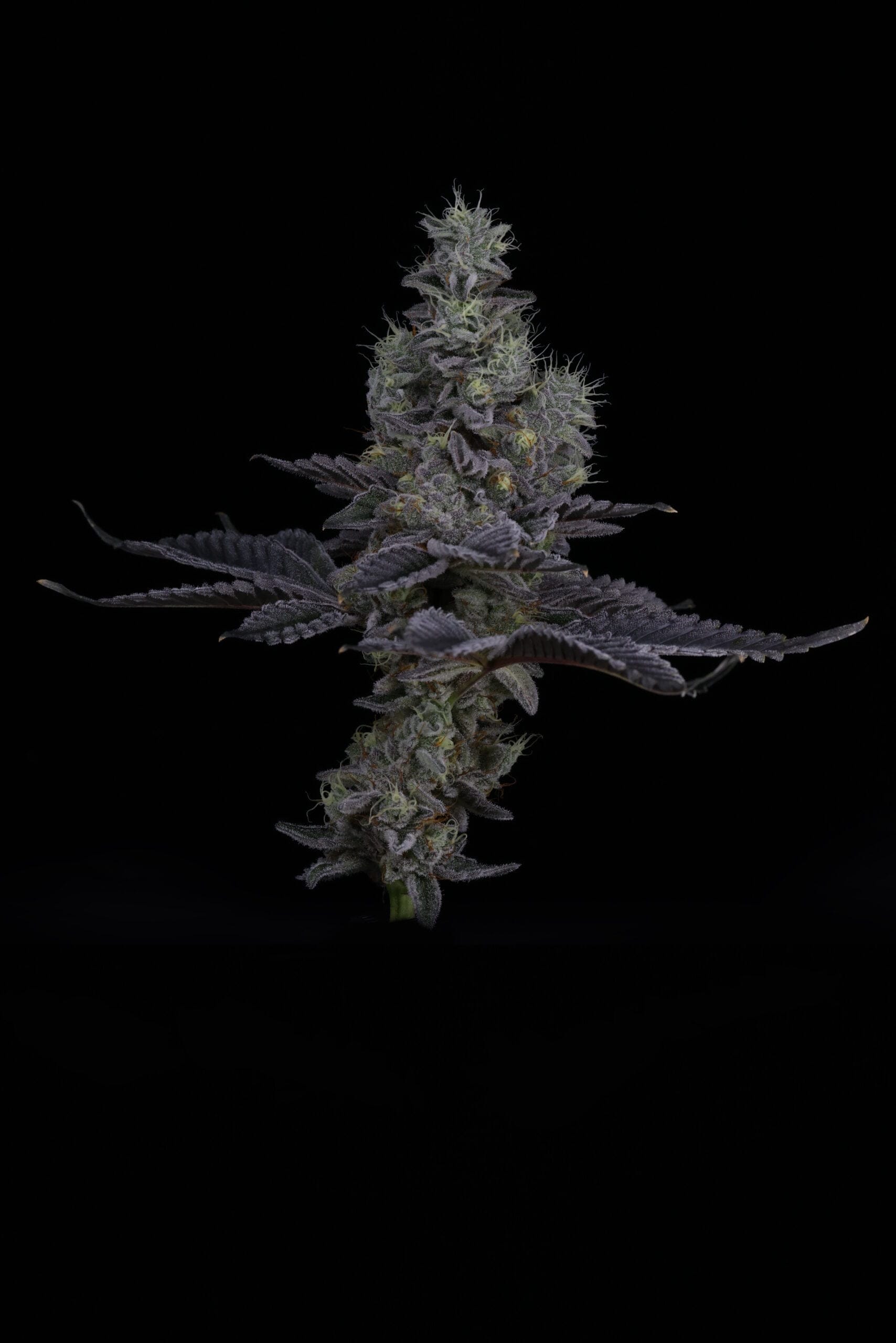 SIN_CITY_SEEDS_SURFR_SEEDS_RIP_TIDE_FLOWER_18_LUSCIOUS_GENETICS