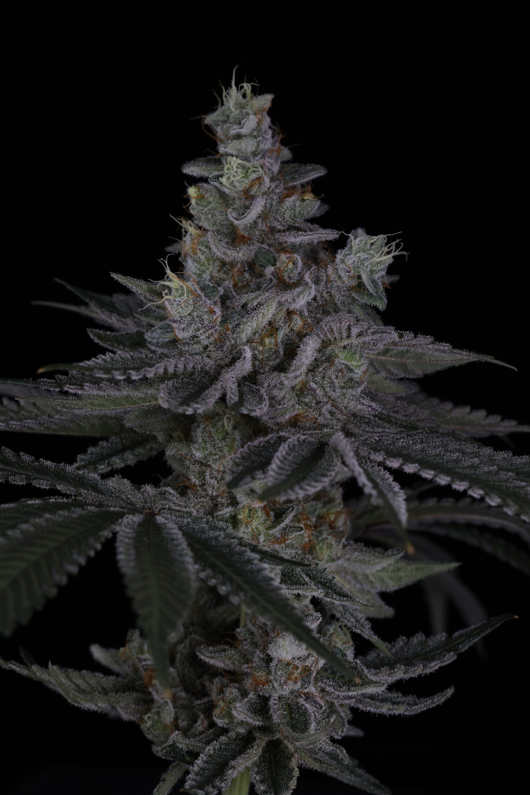 SIN_CITY_SEEDS_SURFR_SEEDS_RIP_TIDE_FLOWER_1_LUSCIOUS_GENETICS