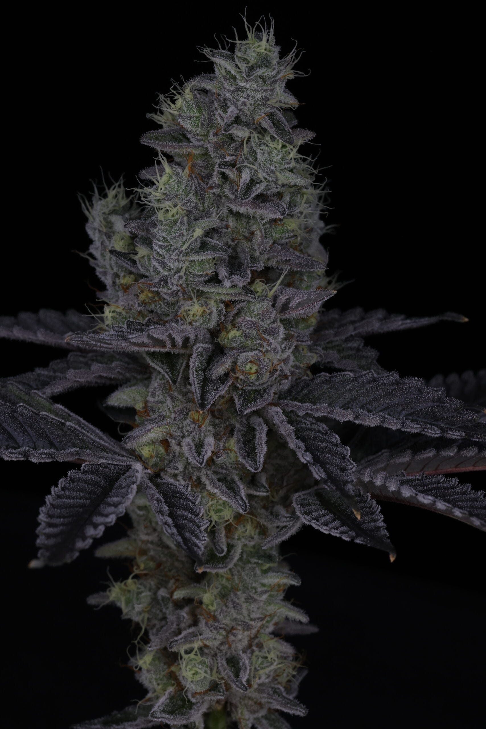 SIN_CITY_SEEDS_SURFR_SEEDS_RIP_TIDE_FLOWER_20_LUSCIOUS_GENETICS