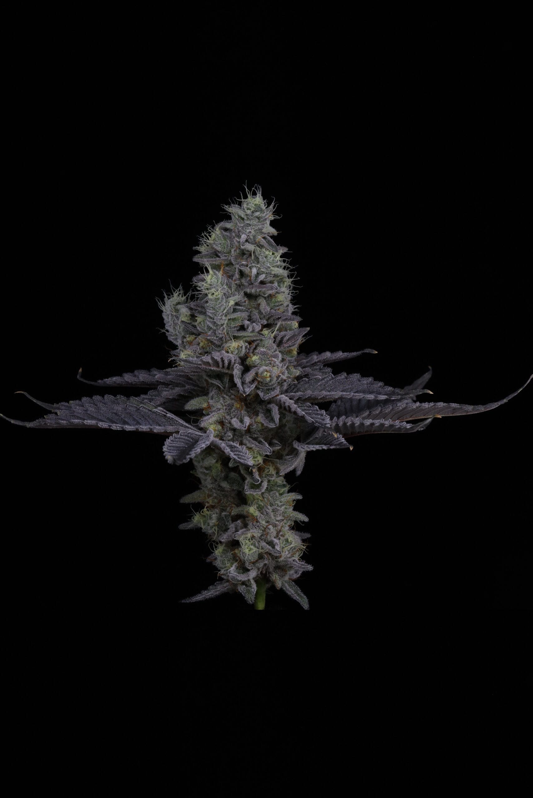 SIN_CITY_SEEDS_SURFR_SEEDS_RIP_TIDE_FLOWER_21_LUSCIOUS_GENETICS
