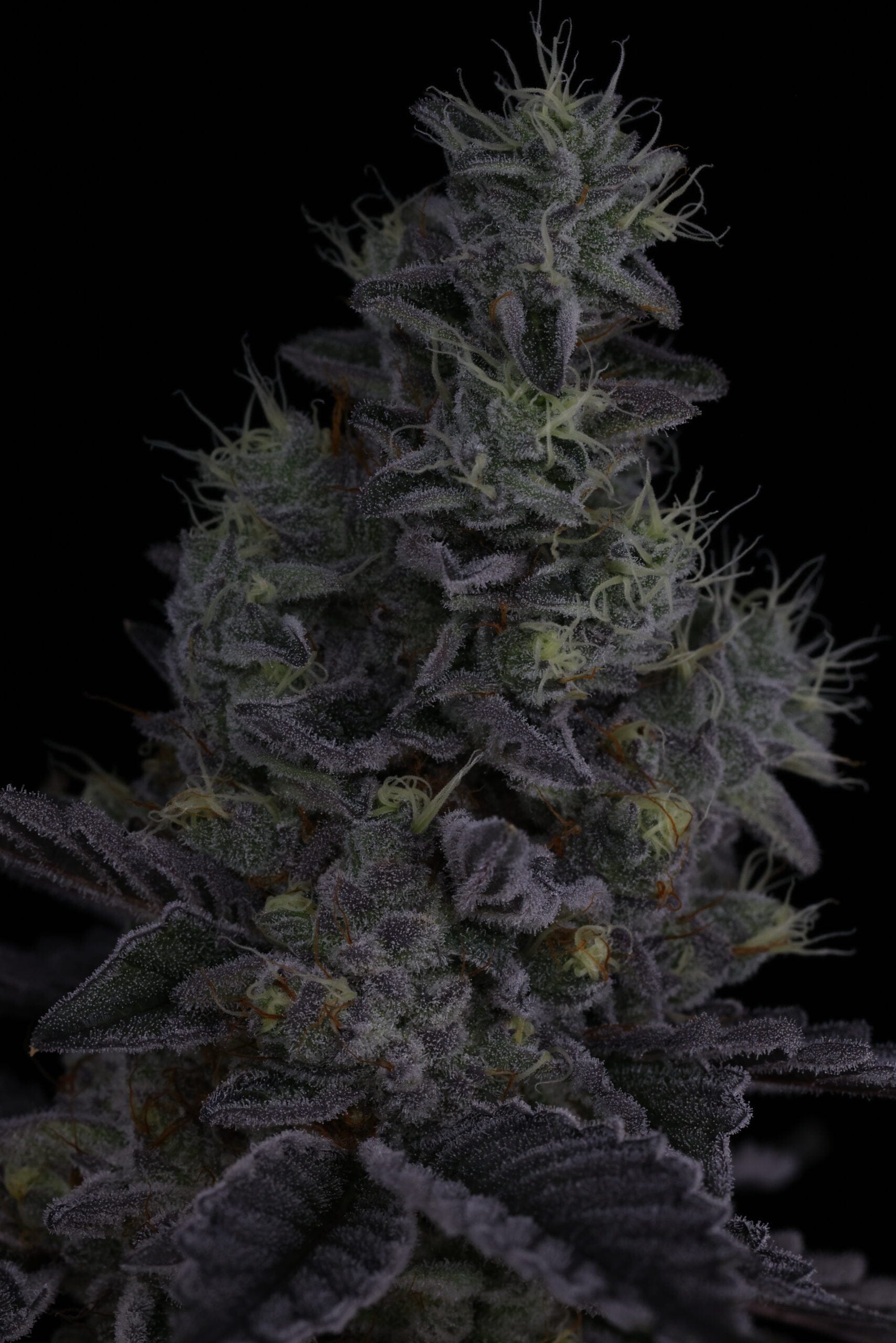 SIN_CITY_SEEDS_SURFR_SEEDS_RIP_TIDE_FLOWER_22_LUSCIOUS_GENETICS