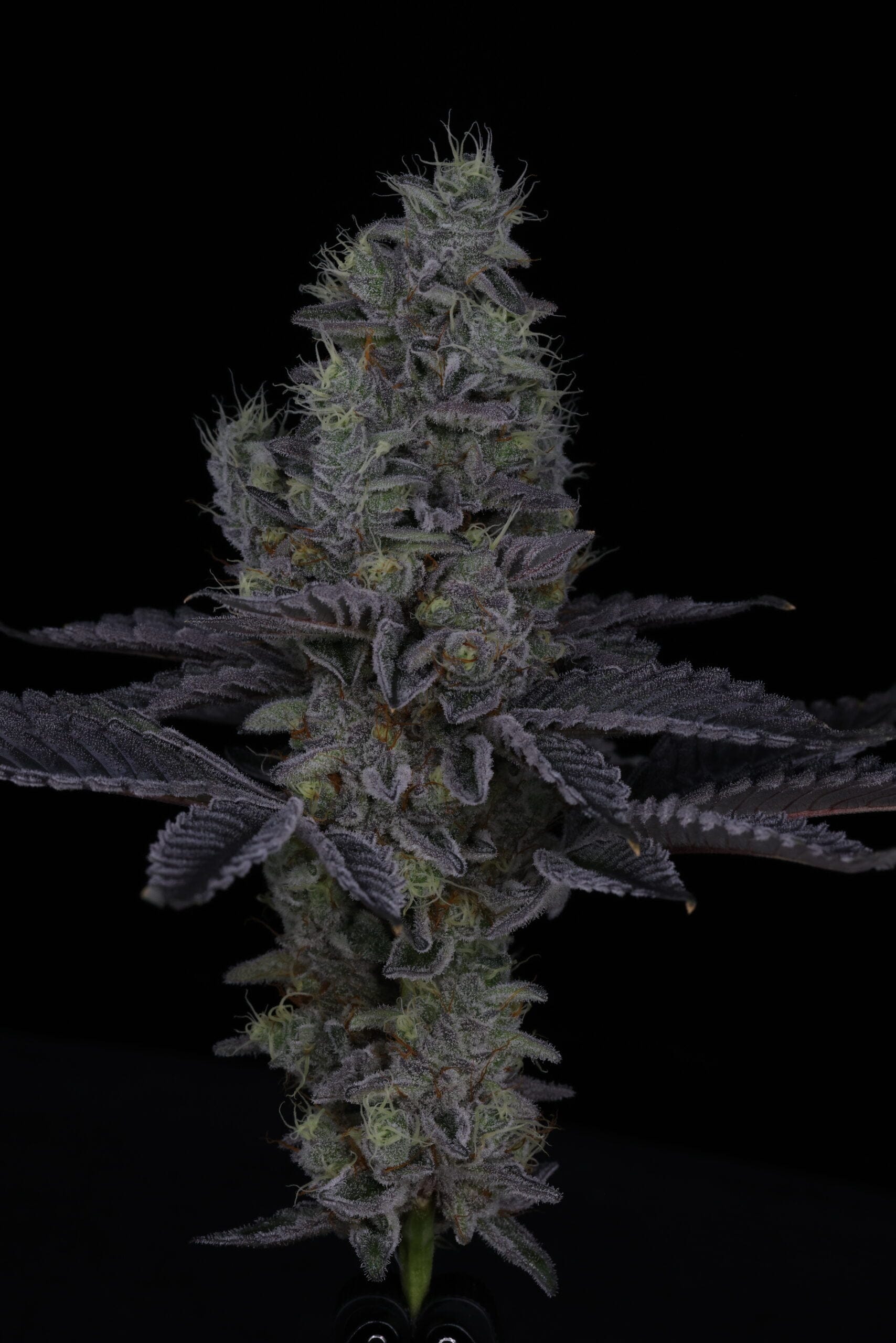 SIN_CITY_SEEDS_SURFR_SEEDS_RIP_TIDE_FLOWER_23_LUSCIOUS_GENETICS