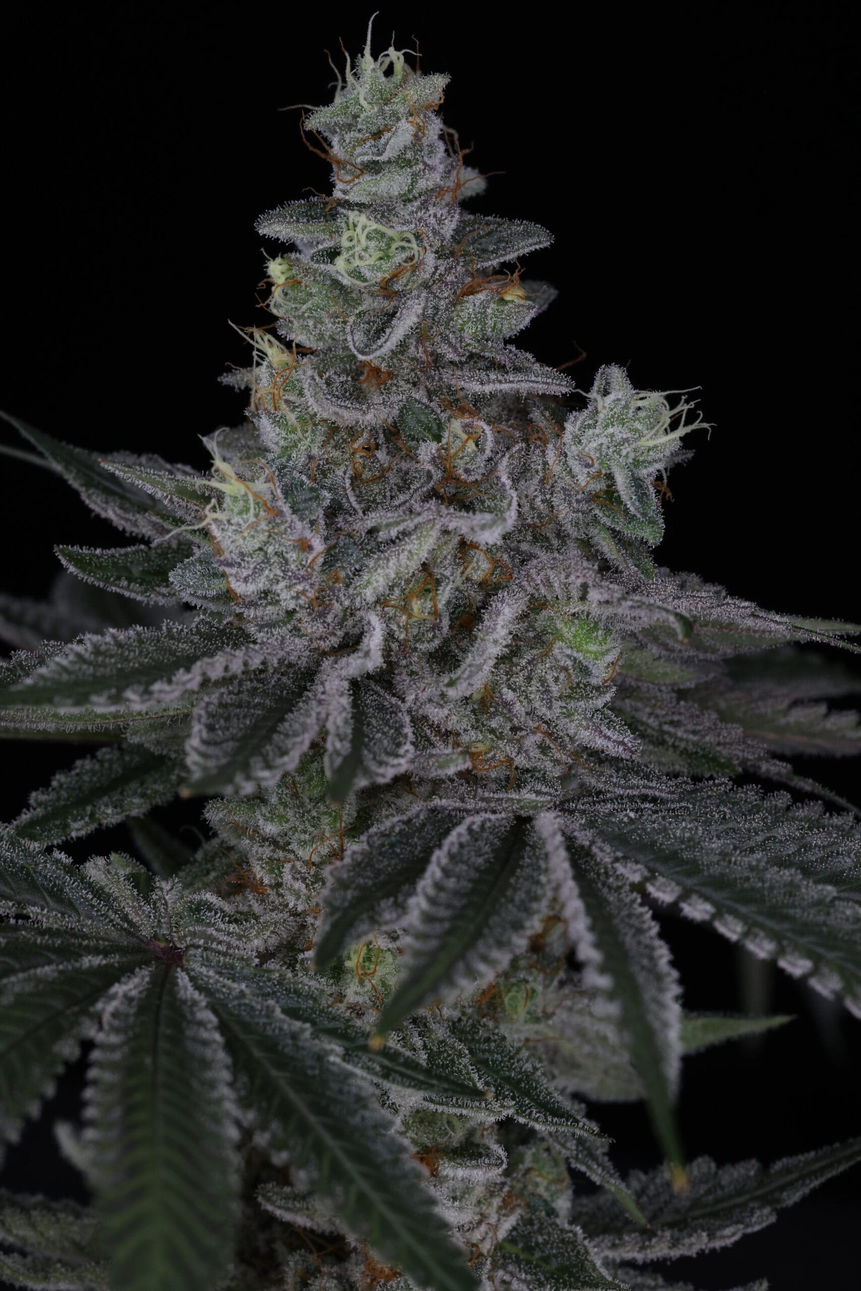 SIN_CITY_SEEDS_SURFR_SEEDS_RIP_TIDE_FLOWER_2_LUSCIOUS_GENETICS