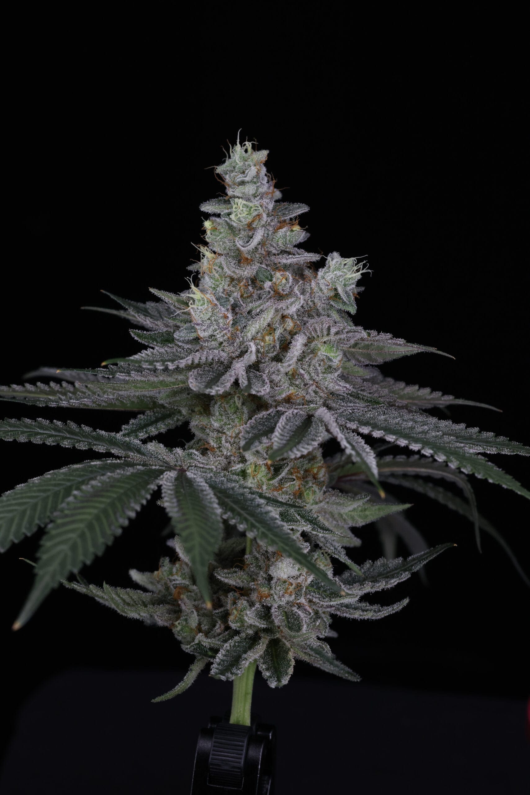 SIN_CITY_SEEDS_SURFR_SEEDS_RIP_TIDE_FLOWER_3_LUSCIOUS_GENETICS