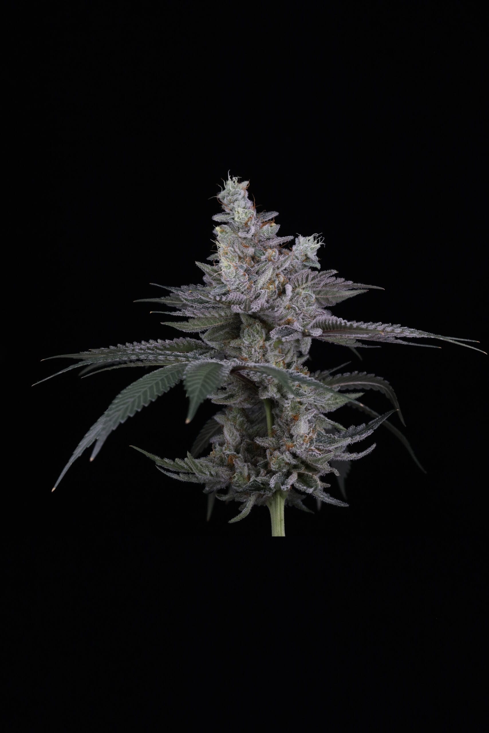 SIN_CITY_SEEDS_SURFR_SEEDS_RIP_TIDE_FLOWER_4_LUSCIOUS_GENETICS