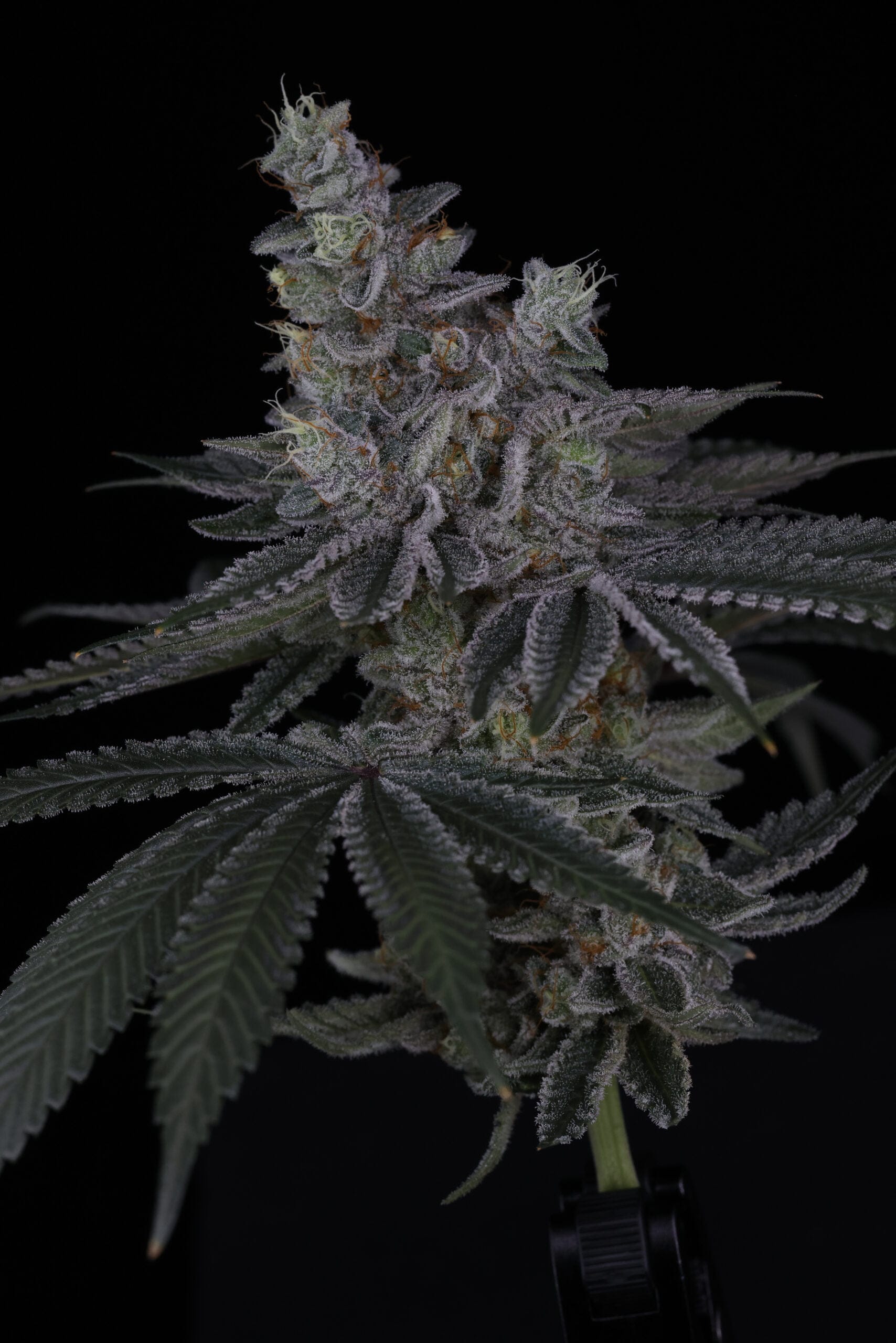 SIN_CITY_SEEDS_SURFR_SEEDS_RIP_TIDE_FLOWER_5_LUSCIOUS_GENETICS