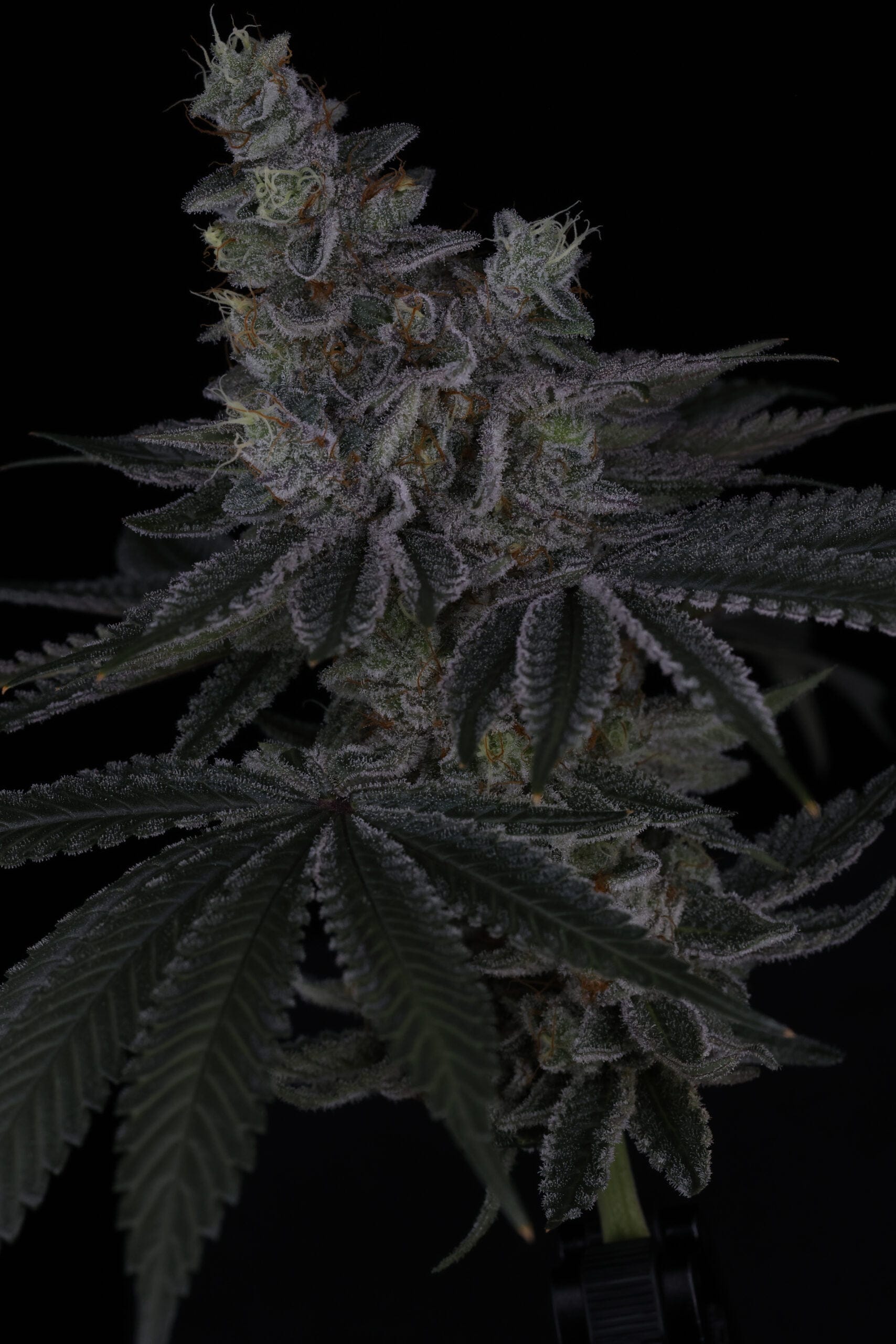 SIN_CITY_SEEDS_SURFR_SEEDS_RIP_TIDE_FLOWER_6_LUSCIOUS_GENETICS