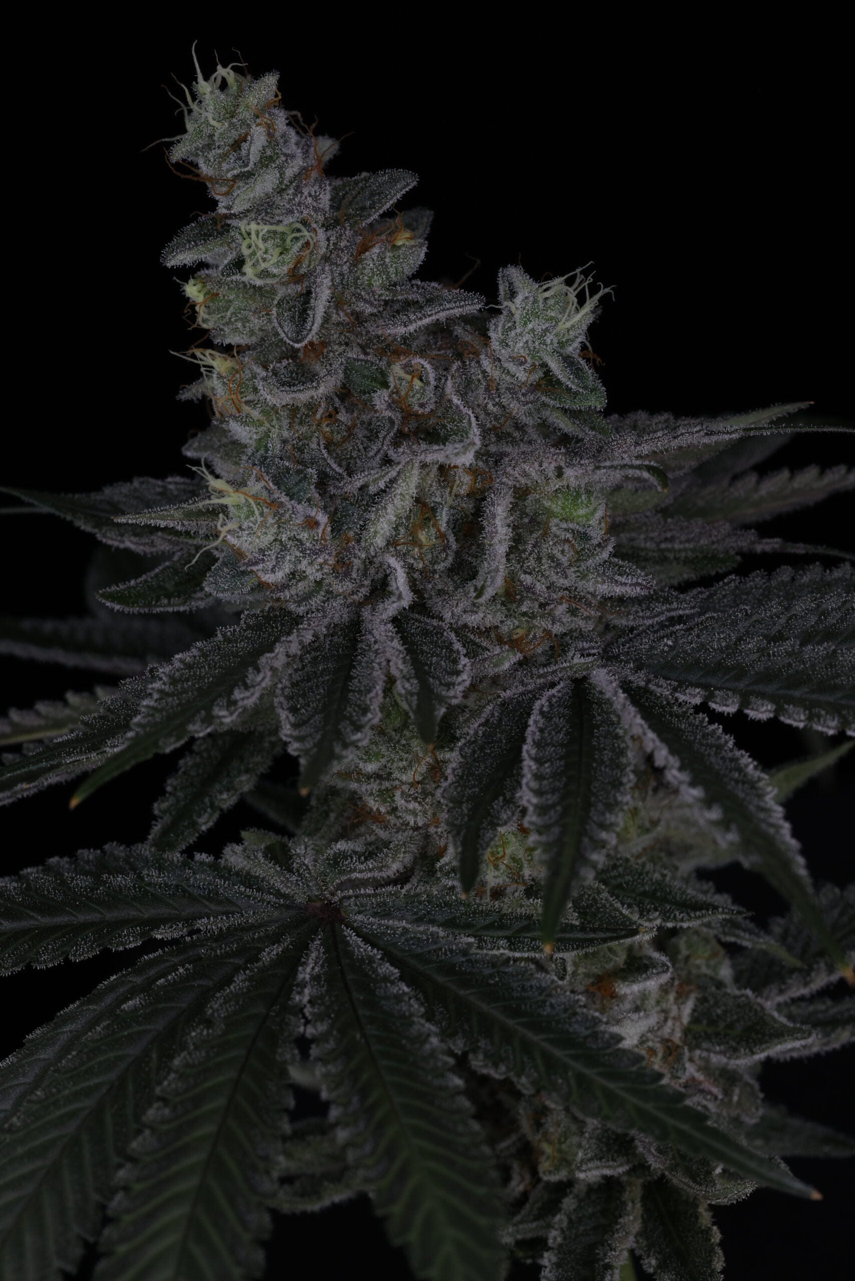 SIN_CITY_SEEDS_SURFR_SEEDS_RIP_TIDE_FLOWER_7_LUSCIOUS_GENETICS