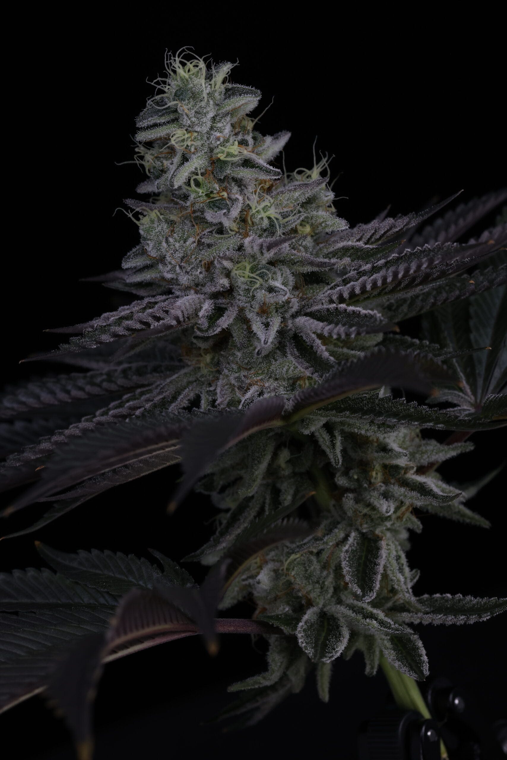 SIN_CITY_SEEDS_SURFR_SEEDS_RIP_TIDE_FLOWER_8_LUSCIOUS_GENETICS