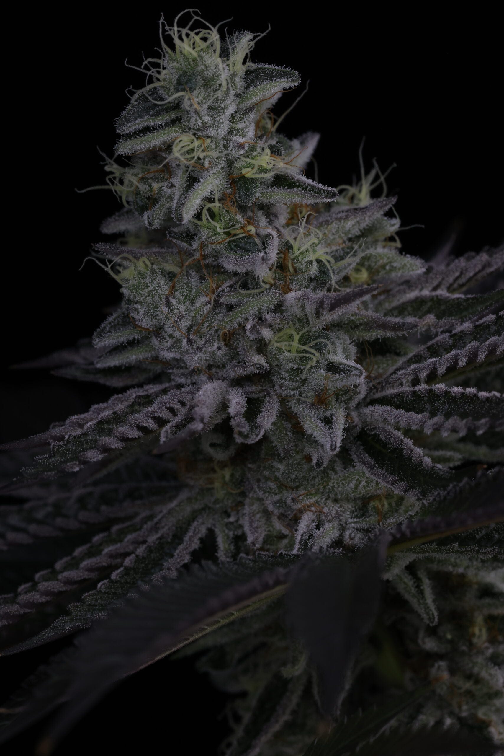 SIN_CITY_SEEDS_SURFR_SEEDS_RIP_TIDE_FLOWER_9_LUSCIOUS_GENETICS