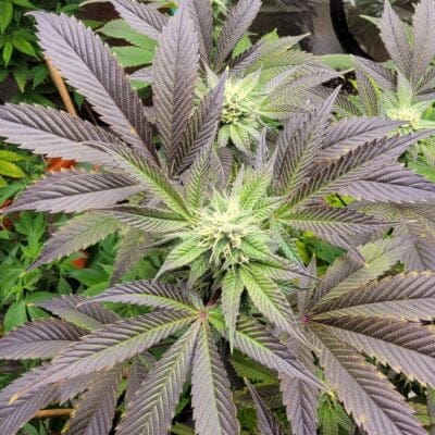 CLEARWATER_GENETICS_GLAZED_APRICOT_GELATO_BLACK_VELVET_FLOWER_1_LUSCIOUS_GENETICS