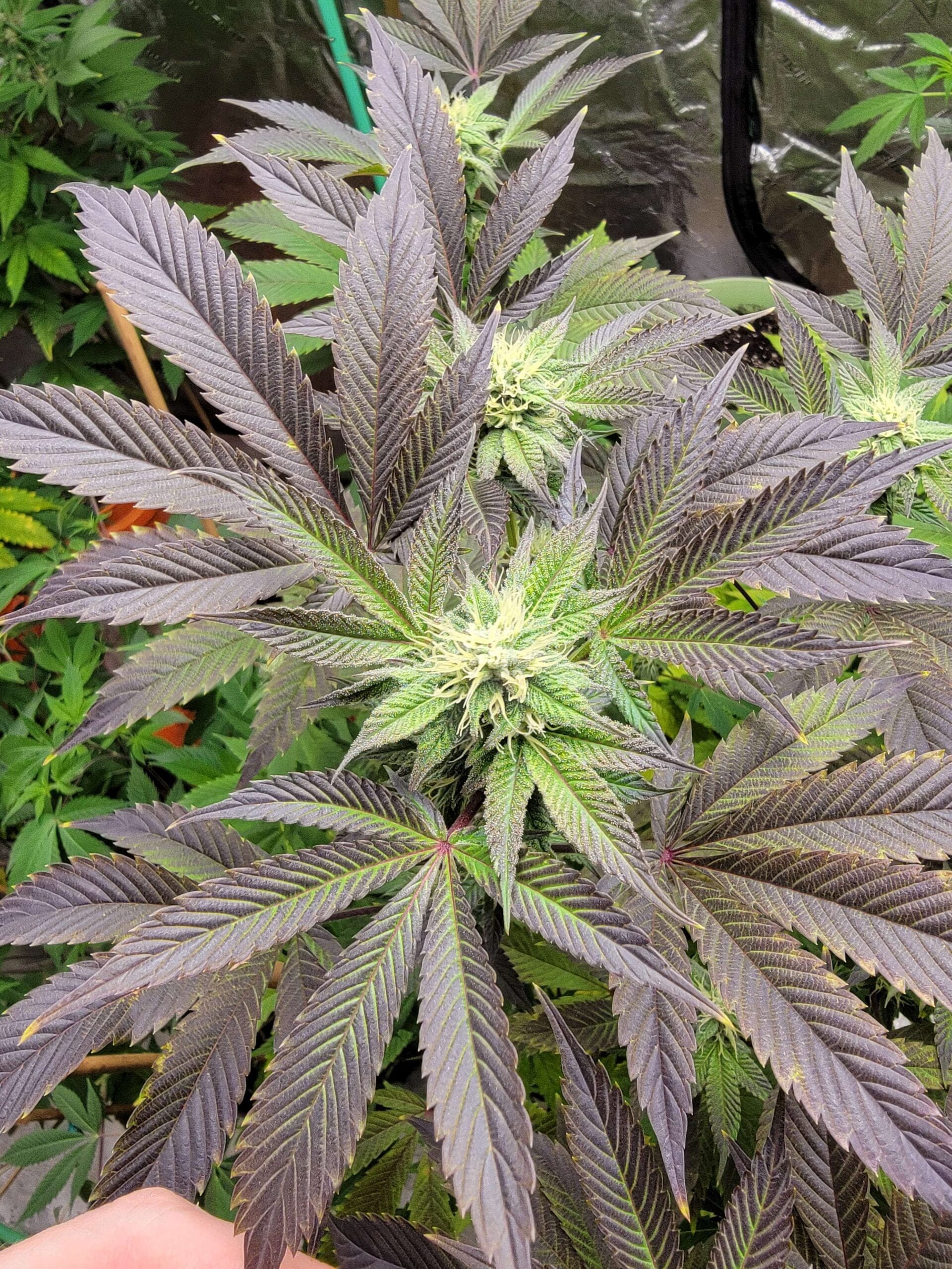 CLEARWATER_GENETICS_GLAZED_APRICOT_GELATO_BLACK_VELVET_FLOWER_1_LUSCIOUS_GENETICS