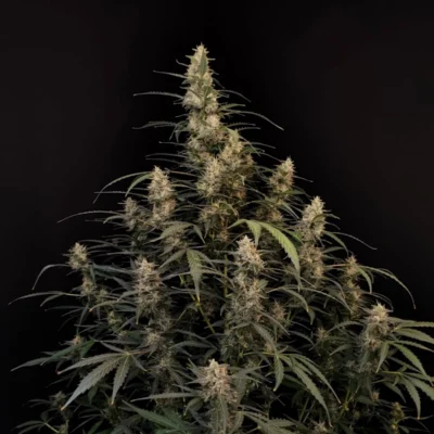 FAST_BUDS_AMNESIA_HAZE_AUTO_FLOWER_1_LUSCIOUS_GENETICS
