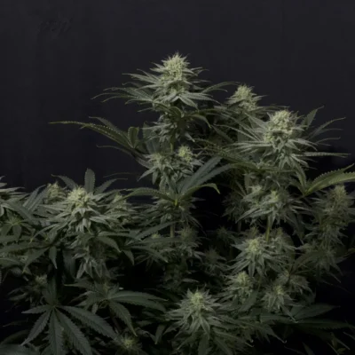 FAST_BUDS_GG4_FLOWER_1_LUSCIOUS_GENETICS
