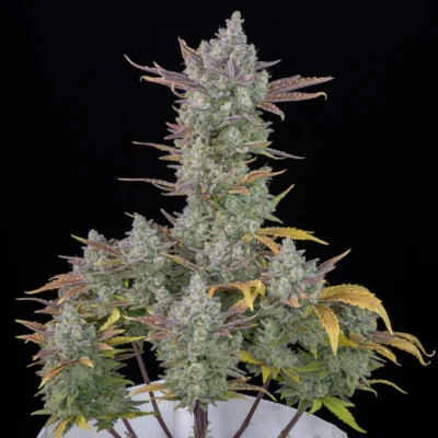 FAST_BUDS_GORILLA_COOKIES_AUTO_FLOWER_1_LUSCIOUS_GENETICS