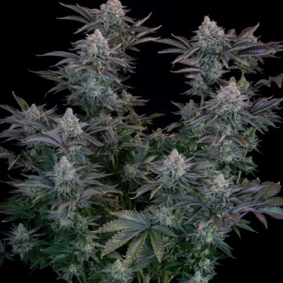 Gorilla Cookies FF