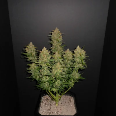 FAST_BUDS_LEMON_AK_FLOWER_1_LUSCIOUS_GENETICS