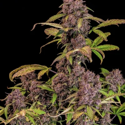 FAST_BUDS_LEMON_CHERRY_COOKIES_AUTO_FLOWER_1_LUSCIOUS_GENETICS