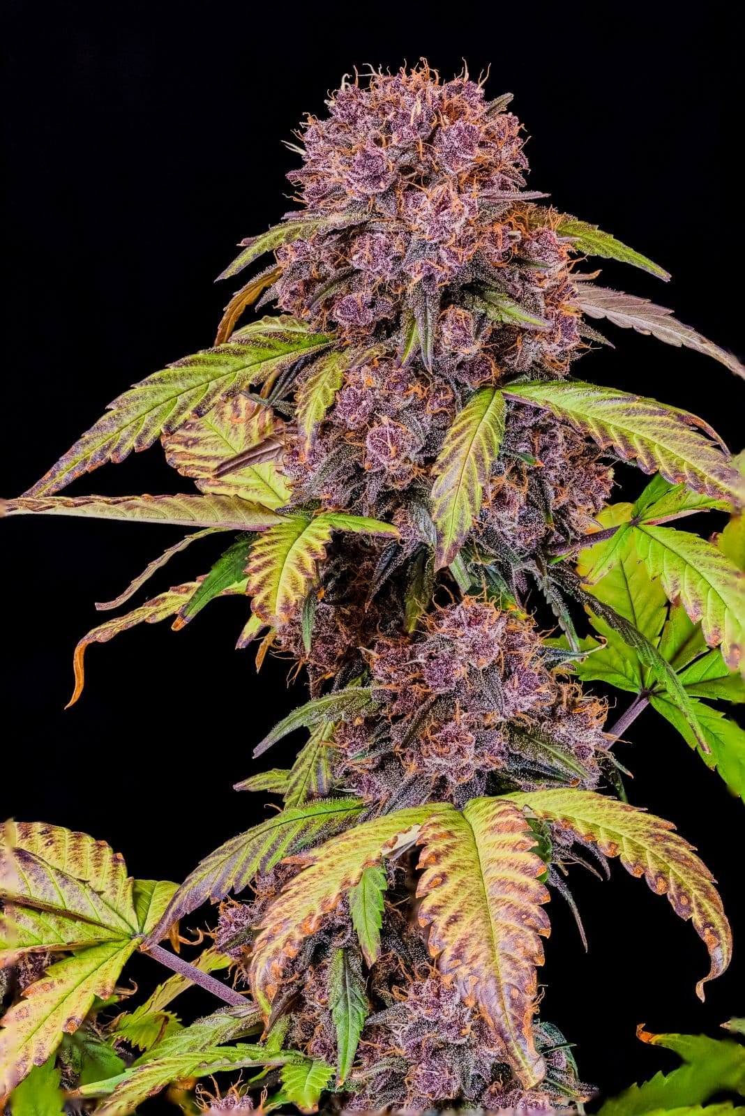 FAST_BUDS_LEMON_CHERRY_COOKIES_AUTO_FLOWER_2_LUSCIOUS_GENETICS