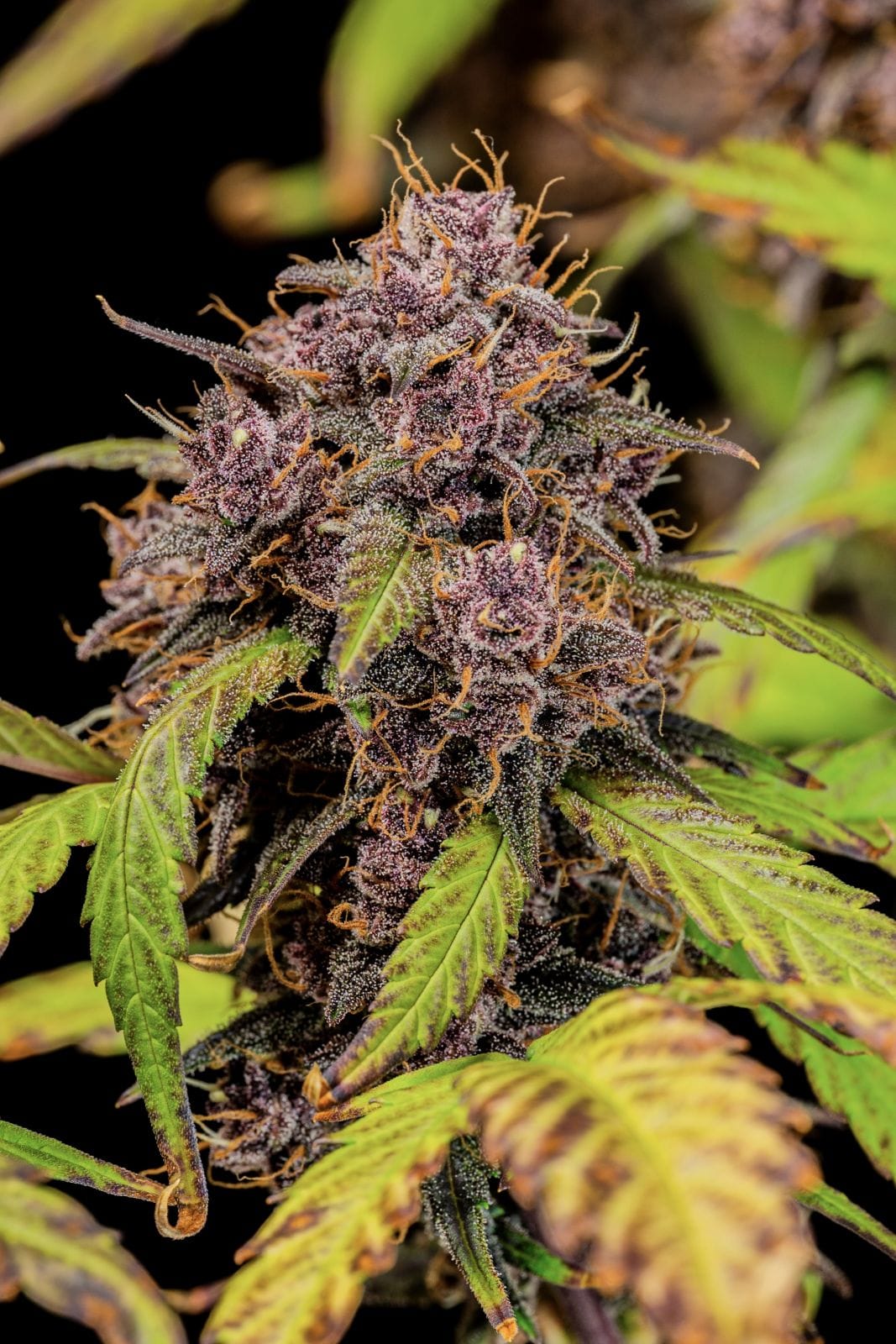 FAST_BUDS_LEMON_CHERRY_COOKIES_AUTO_FLOWER_3_LUSCIOUS_GENETICS