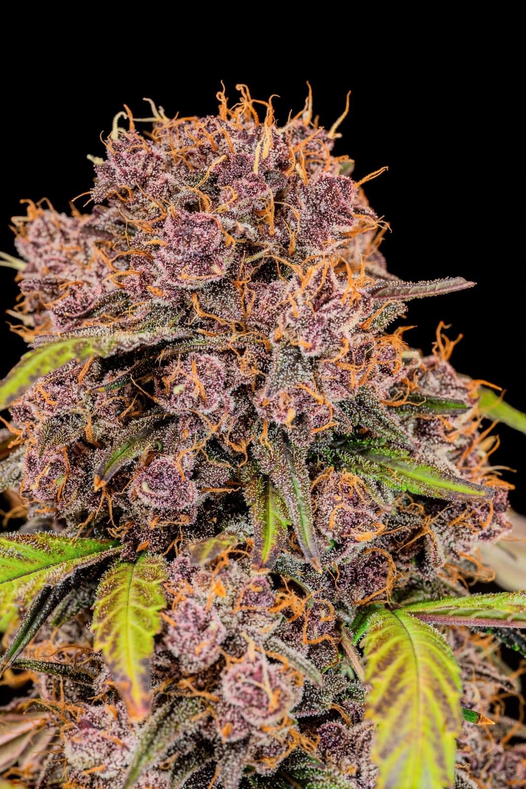 FAST_BUDS_LEMON_CHERRY_COOKIES_AUTO_FLOWER_4_LUSCIOUS_GENETICS
