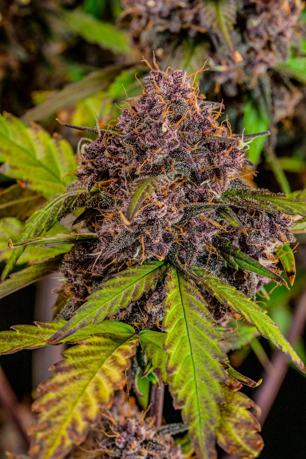 FAST_BUDS_LEMON_CHERRY_COOKIES_AUTO_FLOWER_5_LUSCIOUS_GENETICS