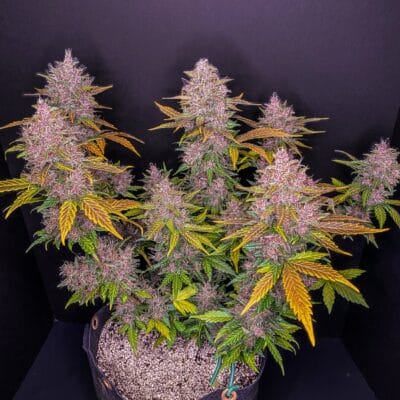 FAST_BUDS_LSD-25_FLOWER_1_LUSCIOUS_GENETICS