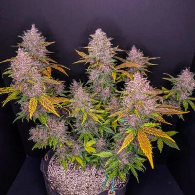 FAST_BUDS_LSD-25_FLOWER_1_LUSCIOUS_GENETICS