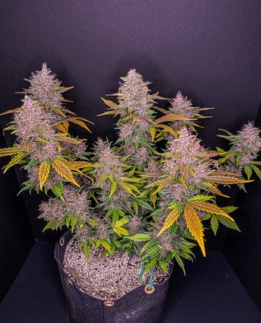 FAST_BUDS_LSD-25_FLOWER_1_LUSCIOUS_GENETICS