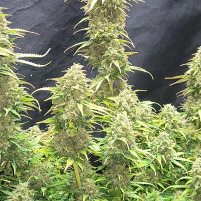 FAST_BUDS_MOBY_DICK_AUTO_FLOWER_1_LUSCIOUS_GENETICS