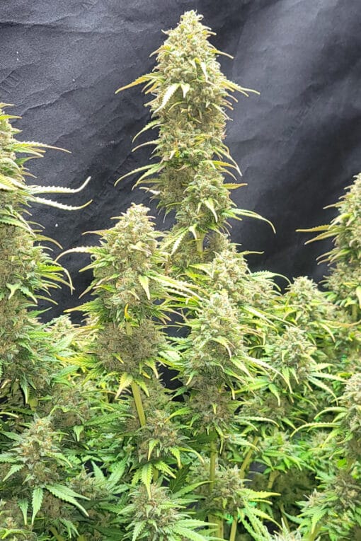 FAST_BUDS_MOBY_DICK_AUTO_FLOWER_1_LUSCIOUS_GENETICS