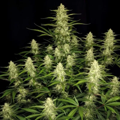 FAST_BUDS_PAPAYA_COOKIES_AUTO_FLOWER_1_LUSCIOUS_GENETICS
