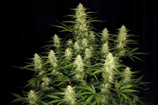 FAST_BUDS_PAPAYA_COOKIES_AUTO_FLOWER_1_LUSCIOUS_GENETICS