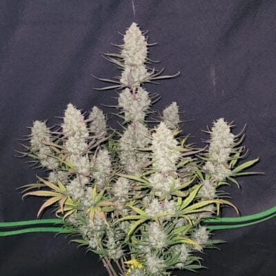 FAST_BUDS_TROPICANA_COOKIES_AUTO_FLOWER_1_LUSCIOUS_GENETICS