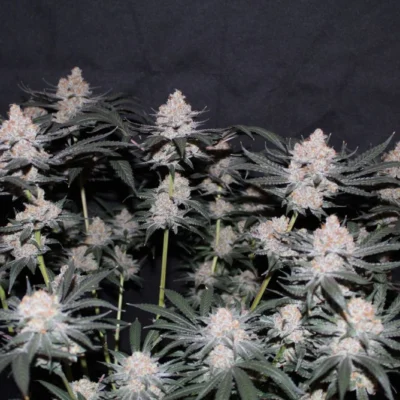 Tropicana Cookies FF