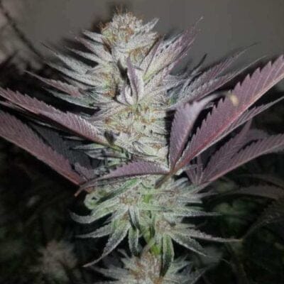 TRICHOME_BROS_FOUR_PEAKS_FLOWER_1_LUSCIOUS_GENETICS