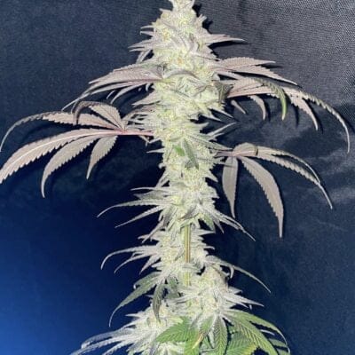 TRICHOME_BROS_THE_NUCLEAR_SOAP_FLOWER_1